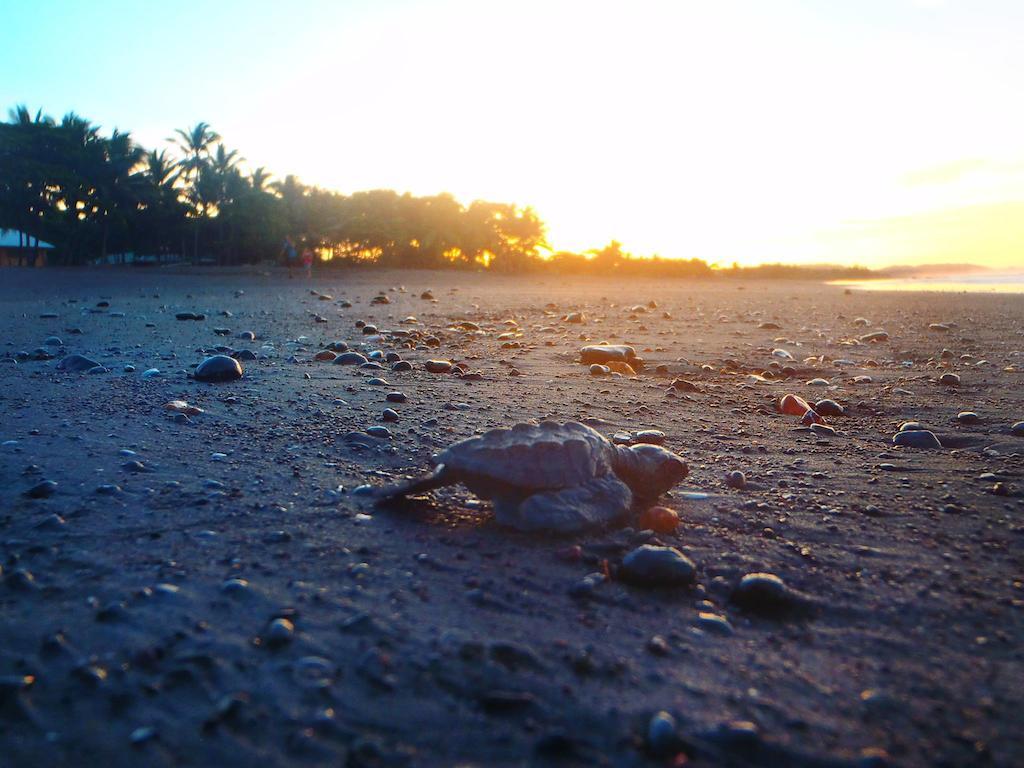 Cabinas Surf Arribadas Ostional Wildlife Refuge Ngoại thất bức ảnh