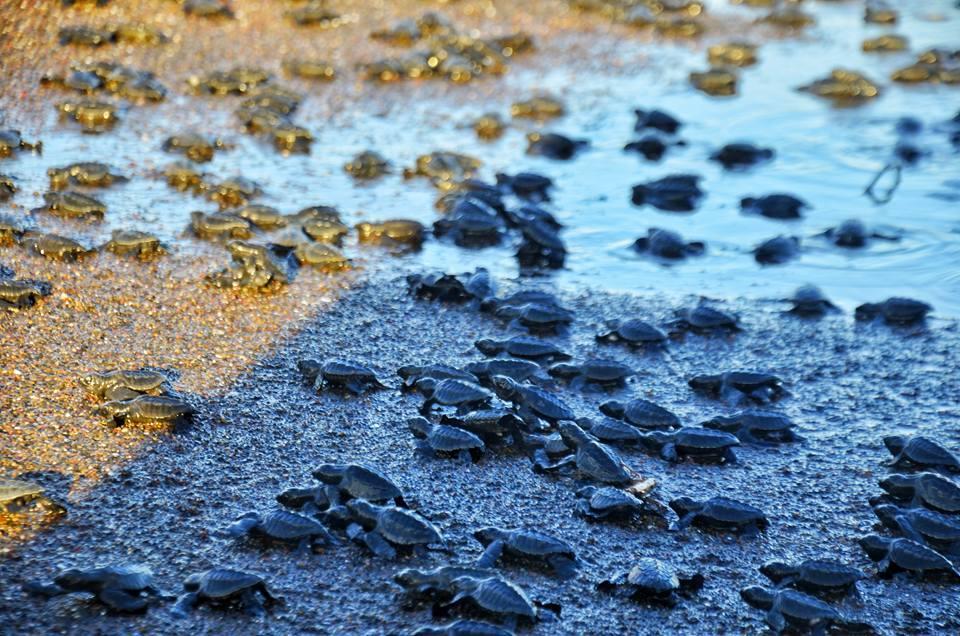 Cabinas Surf Arribadas Ostional Wildlife Refuge Ngoại thất bức ảnh